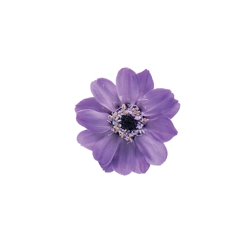 大地農園 プリザーブドフラワー ジニア　小 03461-411　ラベンダー 1箱（ご注文単位1箱）【直送品】