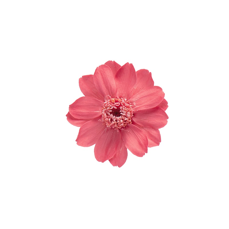 大地農園 プリザーブドフラワー ジニア　小 03461-132　マカロンピンク 1箱（ご注文単位1箱）【直送品】