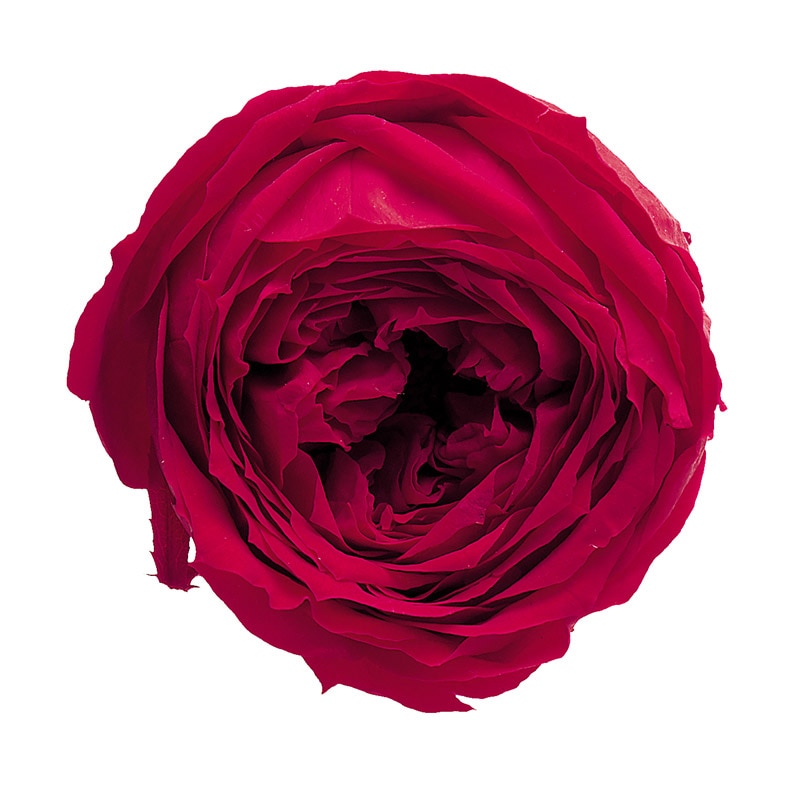 クイーンレッド