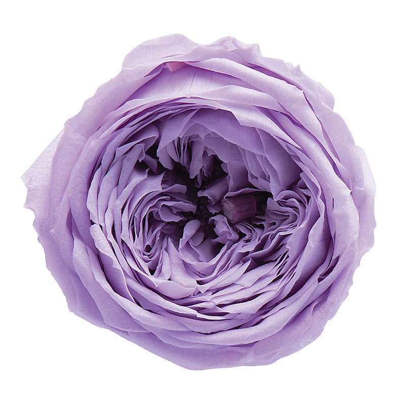 スウィートライラック