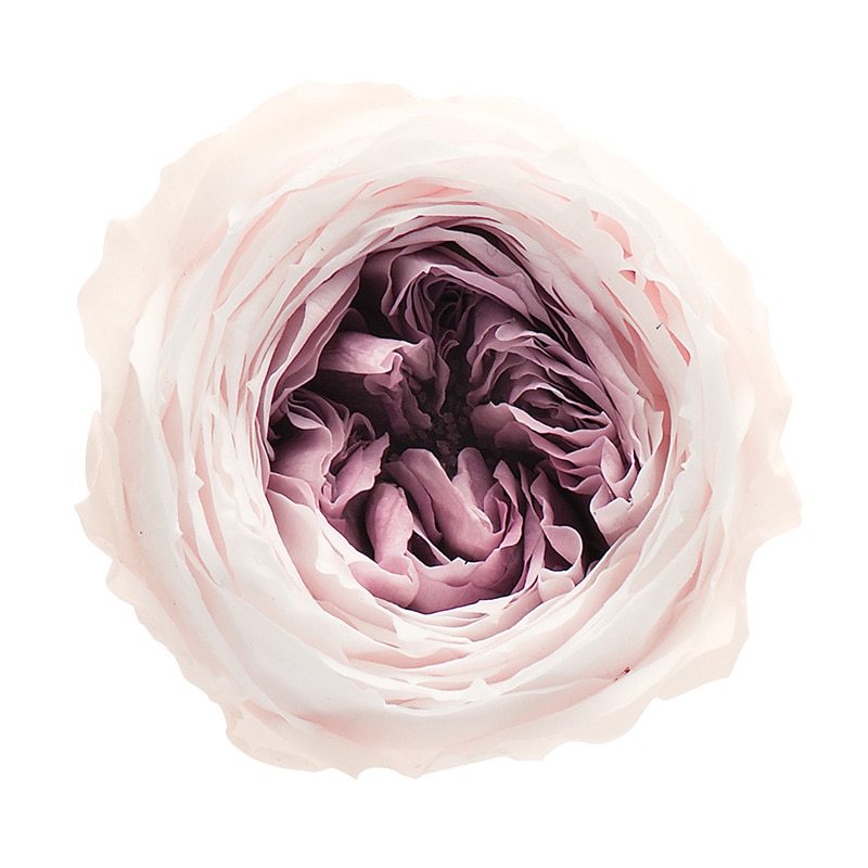 大地農園 プリザーブドローズ てまり　ミルフィーユ 03830-092　シャンパンモーブ 1箱（ご注文単位1箱）【直送品】