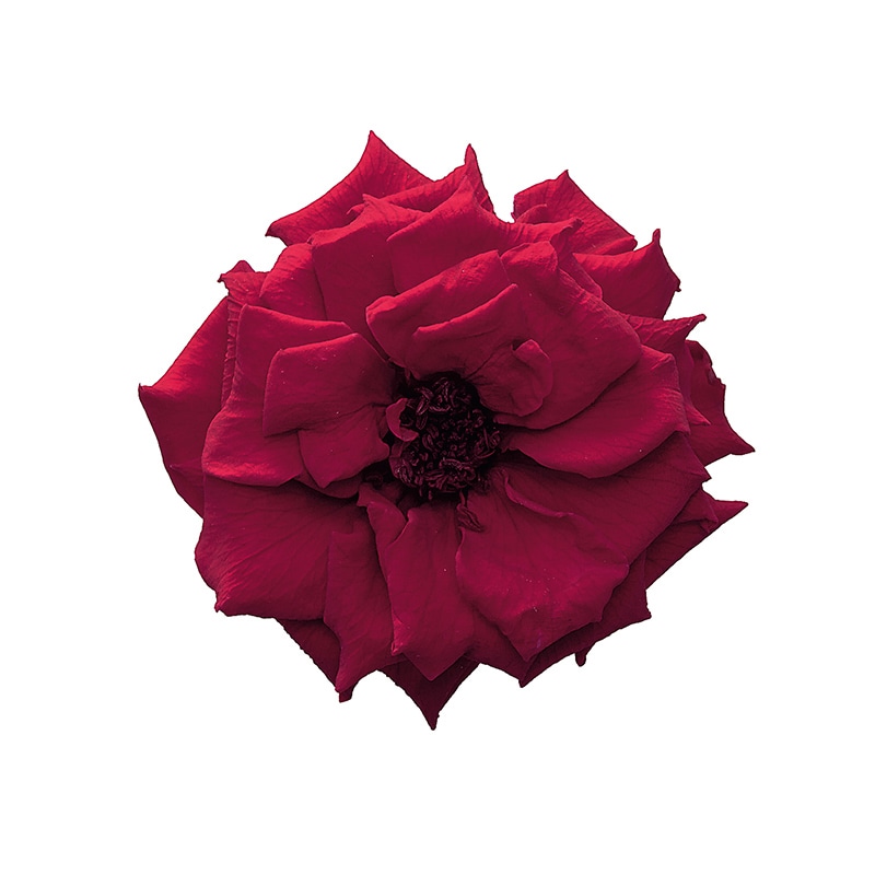 大地農園 プリザーブドローズ フレンチマリアンヌ 02412-471 ワインレッド 1箱(ご注文単位1箱)【直送品】