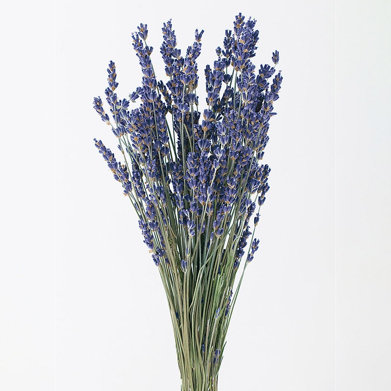 >大地農園 ナチュラルドライフラワー ラベンダー イタリー 10040-000 1束(ご注文単位1束)【直送品】