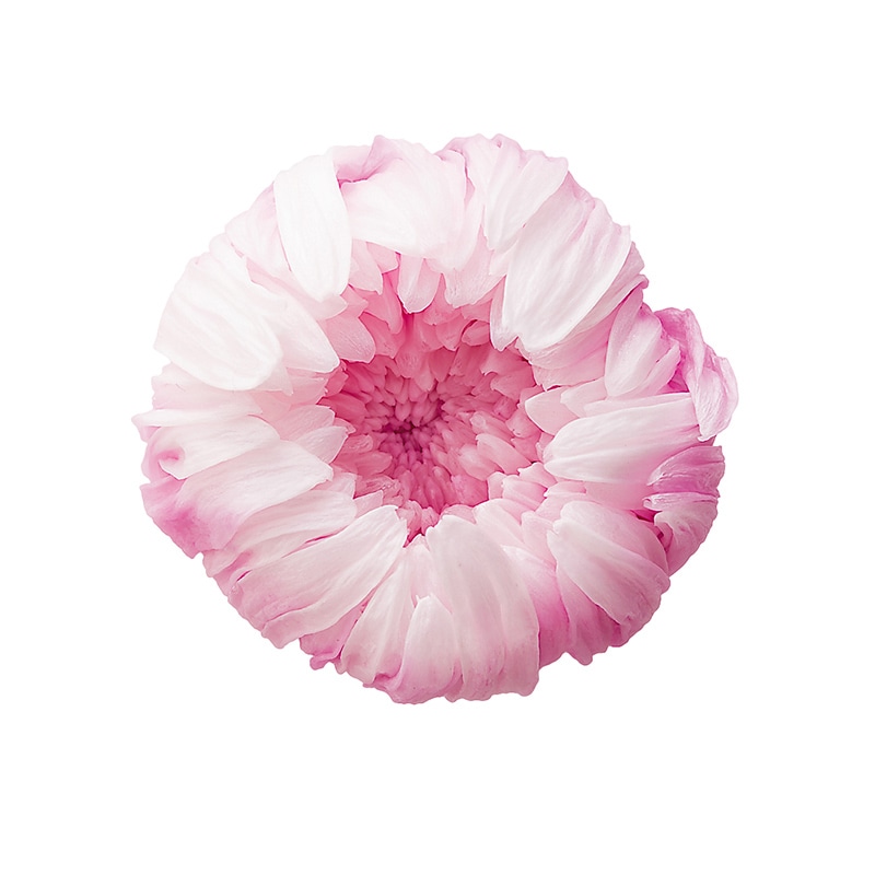 大地農園 プリザーブドフラワー 輪菊　パルフェ 04170-011　ホワイトピンク 1箱（ご注文単位1箱）【直送品】