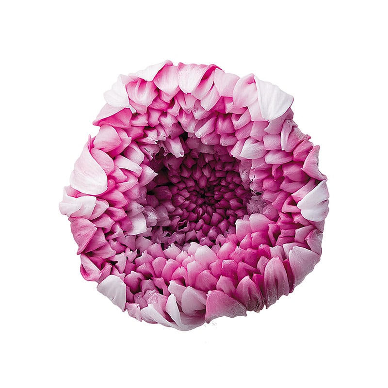 大地農園 プリザーブドフラワー 輪菊　パルフェ 04170-012　ホワイトワイン 1箱（ご注文単位1箱）【直送品】