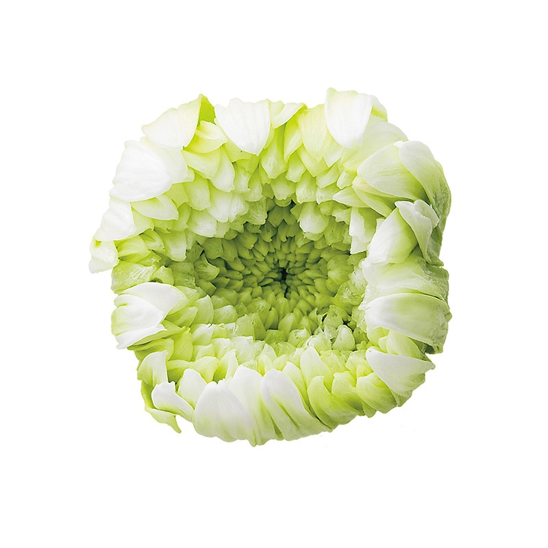 大地農園 プリザーブドフラワー 輪菊　パルフェ 04170-017　ホワイトグリーン 1箱（ご注文単位1箱）【直送品】