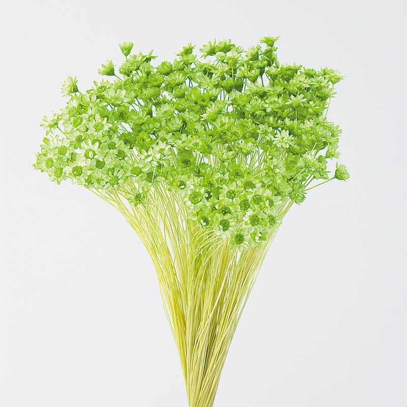 大地農園 カラードライフラワー スターフラワー ミニ 30194-721 アップルグリーン 1束(ご注文単位1束)【直送品】