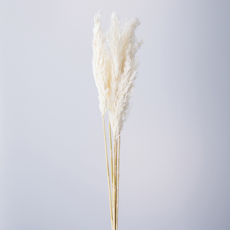 大地農園 ナチュラルドライ プルームリード 51320-011　白 1個（ご注文単位1個）【直送品】
