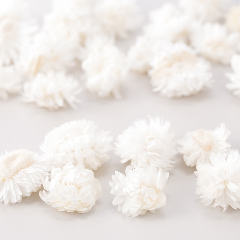 大地農園 カラードライフラワー ヘリクリサム ヘッド 32130-011 白 1袋(ご注文単位1袋)【直送品】