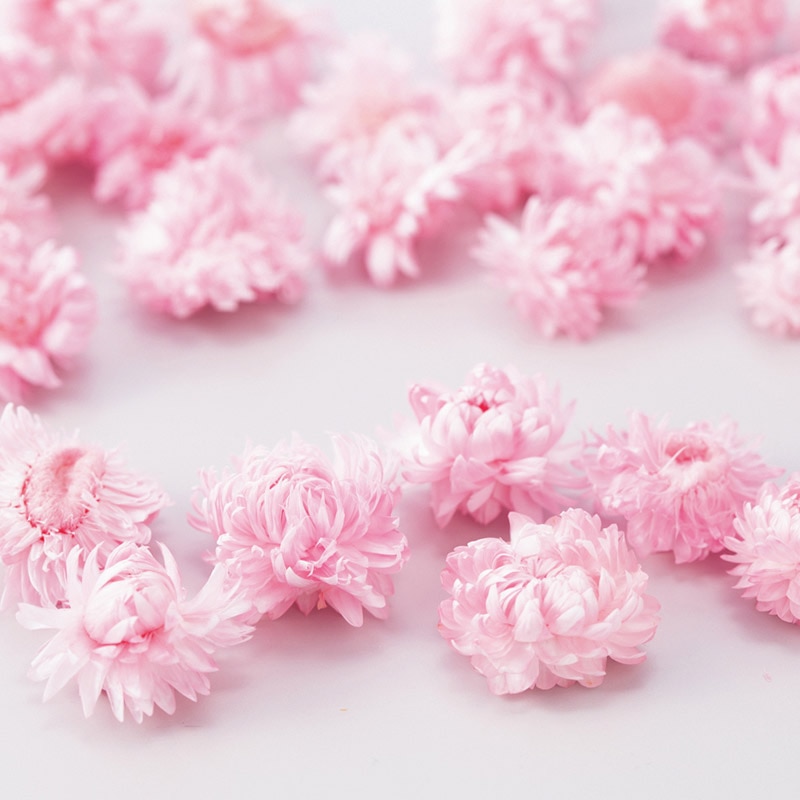 大地農園 カラードライフラワー ヘリクリサム ヘッド 32130-101 ピンク 1袋(ご注文単位1袋)【直送品】