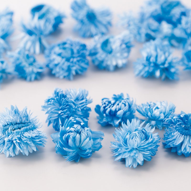 大地農園 カラードライフラワー ヘリクリサム ヘッド 32130-601 ブルー 1袋(ご注文単位1袋)【直送品】