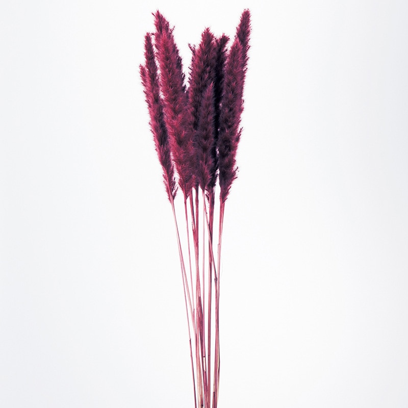 大地農園 ナチュラルドライ テールリード 51340-470 ワインレッド 1個(ご注文単位1個)【直送品】