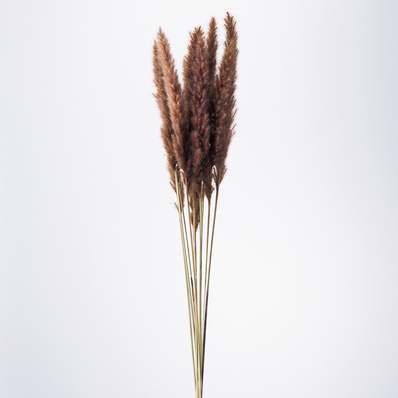 大地農園 ナチュラルドライ テールリード 51340-860 ブラウン 1束(ご注文単位1束)【直送品】