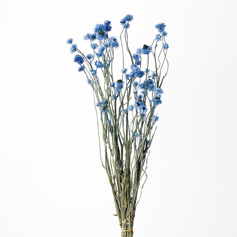 大地農園 カラードライフラワー アンモビューム 10302-600 ブルー 1束(ご注文単位1束)【直送品】