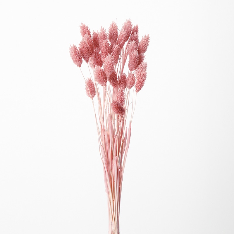 大地農園 カラードライフラワー ポアプランツ 42020-191　クラウドピンク 1束（ご注文単位1束）【直送品】