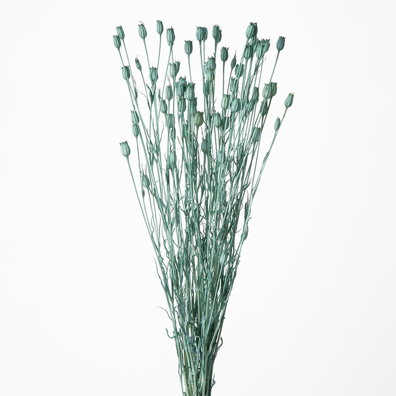 大地農園 カラードライフラワー フローレンティナ 50510-631 ターコイズ 1束(ご注文単位1束)【直送品】