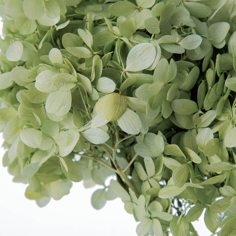 大地農園 アジサイ ソフトピラミッド ステム付 01520-700 ナチュラルグリーン 1箱(ご注文単位1箱)【直送品】