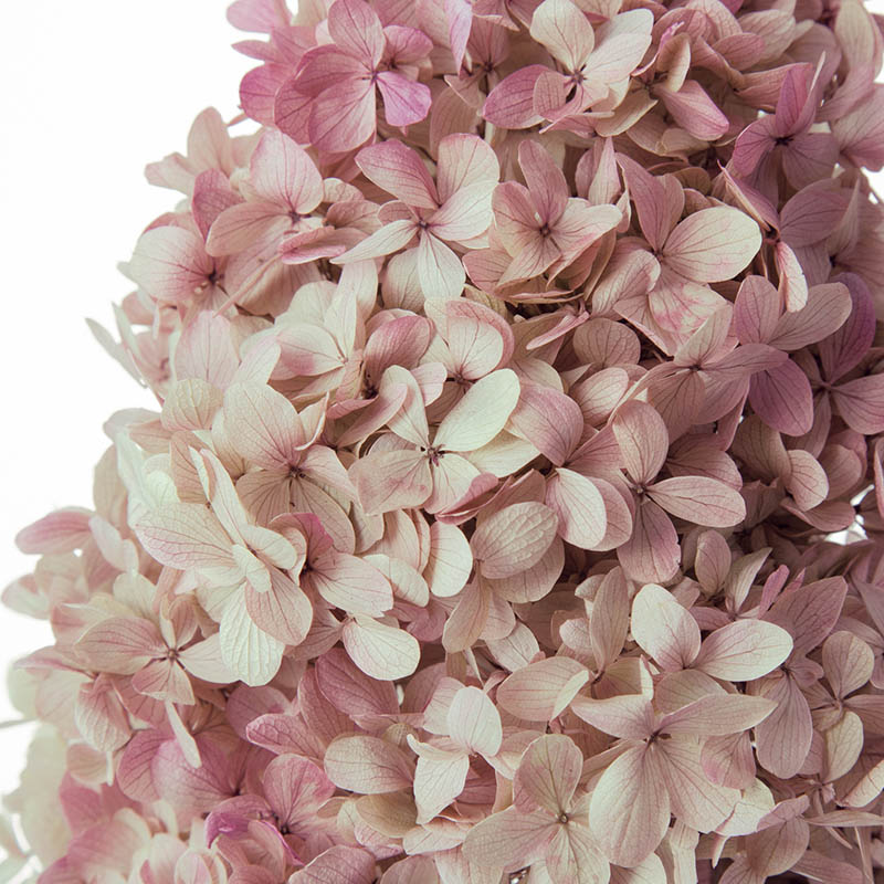 大地農園 アジサイ ソフトピラミッド　ステム付 01525-171　オレガノピンク 1箱（ご注文単位1箱）【直送品】