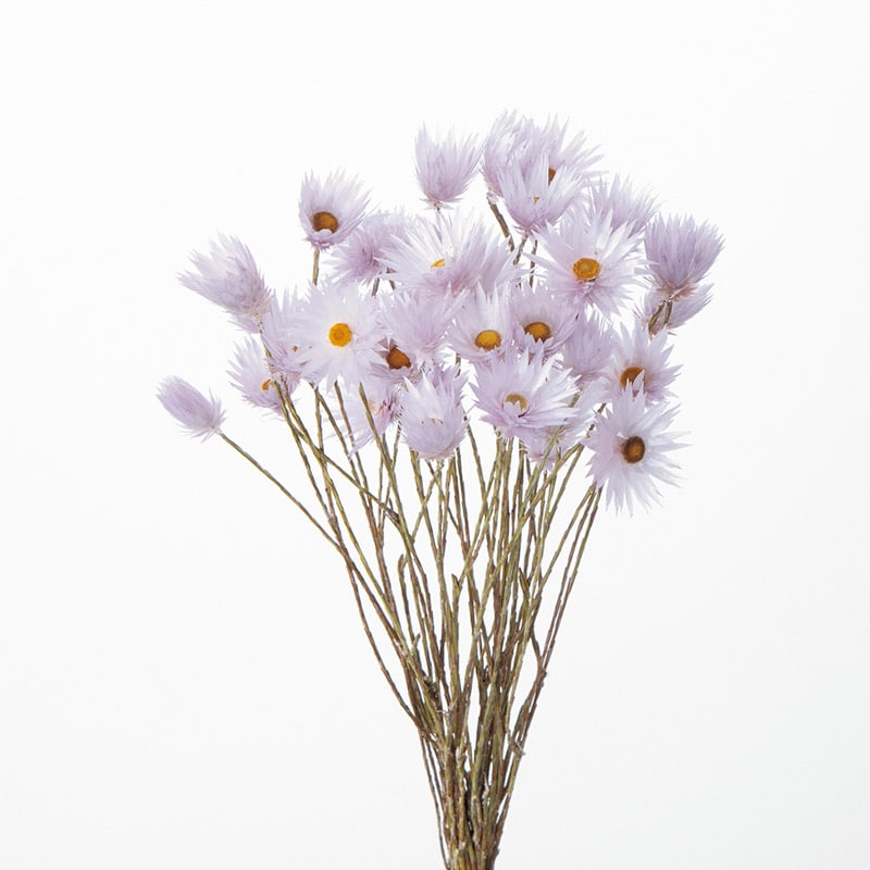 大地農園 カラードライフラワー シャイニーホワイト 30240-400　パープル 1束（ご注文単位1束）【直送品】