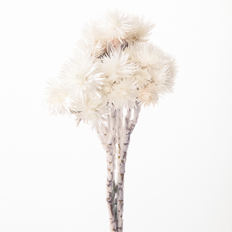 大地農園 カラードライフラワー シルバーデージー 32000-011 白 1束(ご注文単位1束)【直送品】