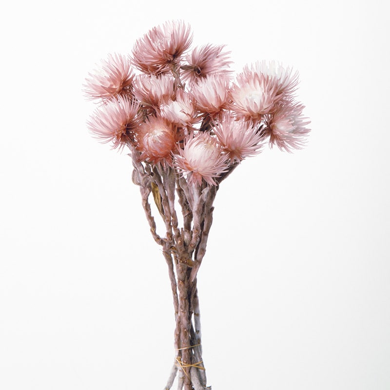 大地農園 カラードライフラワー シルバーデージー 32000-190 ツートンモーブ 1束(ご注文単位1束)【直送品】