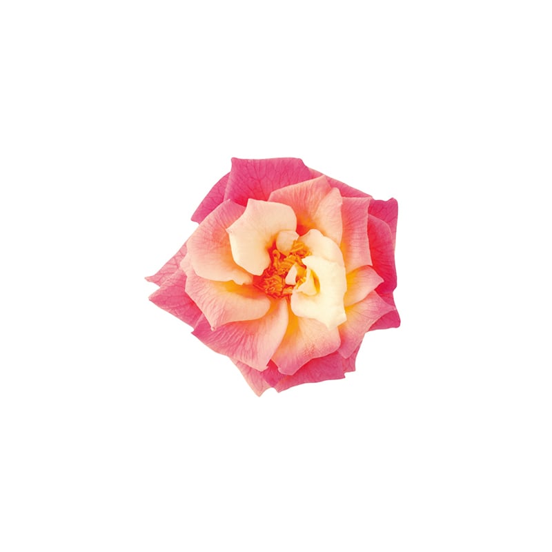 大地農園 プリザーブドローズ フレンチマリアンヌ　グラデーション 02414-530　イエローレッド 1箱（ご注文単位1箱）【直送品】