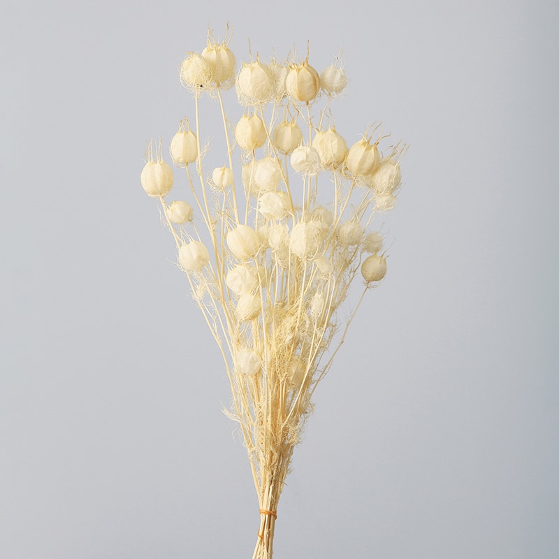 大地農園 ナチュラルドライフラワー フーセンポピー 10060-011　オフホワイト 1束（ご注文単位1束）【直送品】