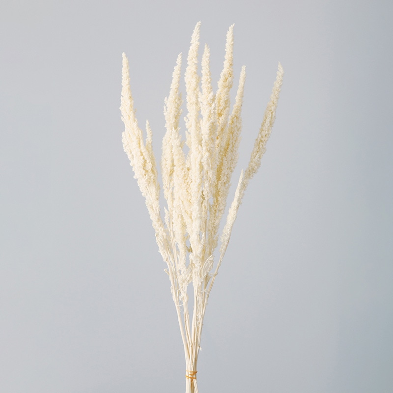 大地農園 ナチュラルドライフラワー アマランサス 13500-011　オフホワイト 1束（ご注文単位1束）【直送品】