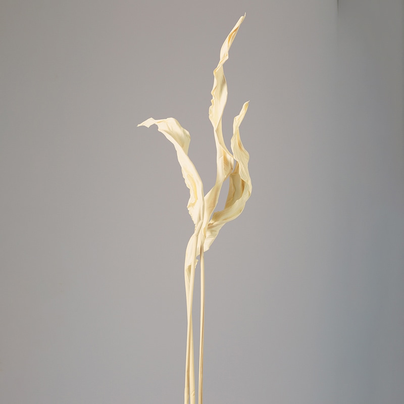 大地農園 ナチュラルドライフラワー ストレチアリーフ 50250-011　オフホワイト 1束（ご注文単位1束）【直送品】