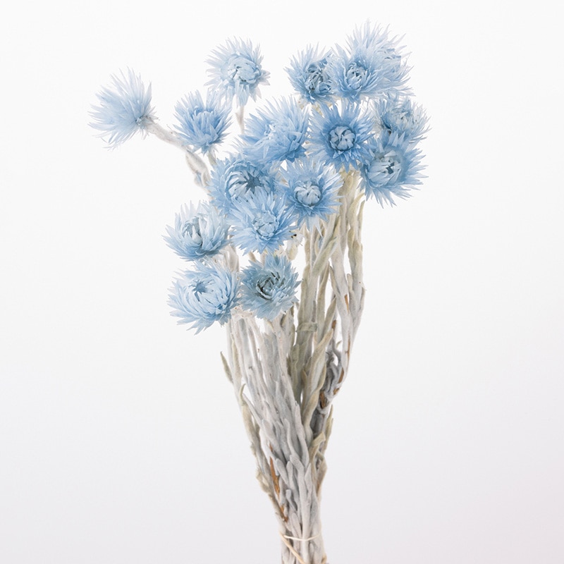 大地農園 カラードライフラワー ミニシルバーデージー 32001-690 ウォーターブルー 1束(ご注文単位1束)【直送品】