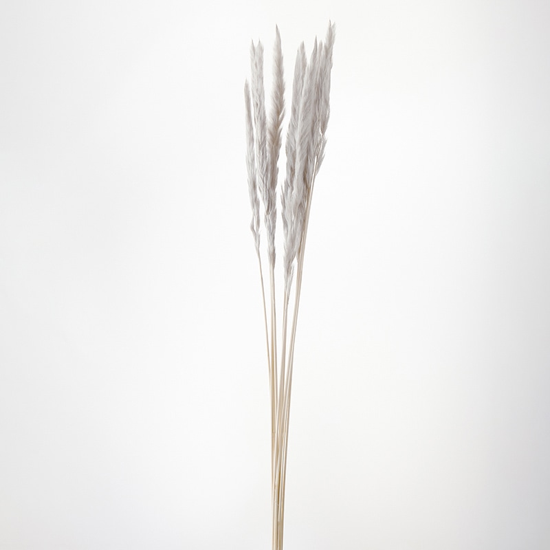 大地農園 ナチュラルドライ テールリード 51340-871 パールグレー 1束(ご注文単位1束)【直送品】