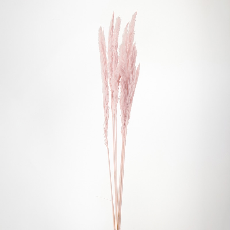 大地農園 ナチュラルドライ テールリード 51340-081 ピンクベージュ 1束(ご注文単位1束)【直送品】