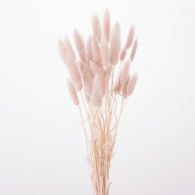 大地農園 カラードライフラワー ラグラス 42050-081　ピンクベージュ 1束（ご注文単位1束）【直送品】