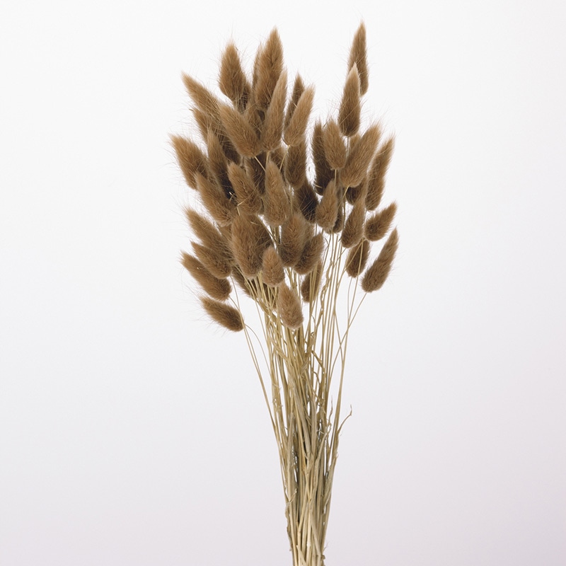 大地農園 カラードライフラワー ラグラス 42050-831　ブラウン 1束（ご注文単位1束）【直送品】
