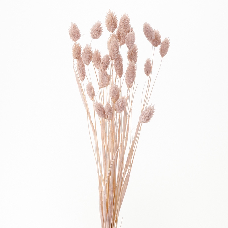 大地農園 カラードライフラワー ポアプランツ 42020-081　ピンクベージュ 1束（ご注文単位1束）【直送品】