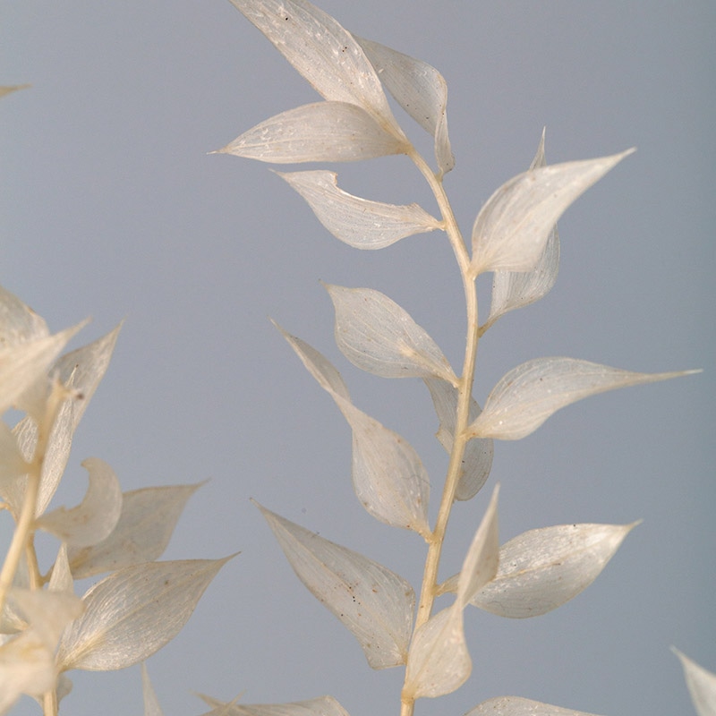 大地農園 プリザーブドフラワー ラスカス　プリザーブド 03560-011　オフホワイト 1束（ご注文単位1束）【直送品】