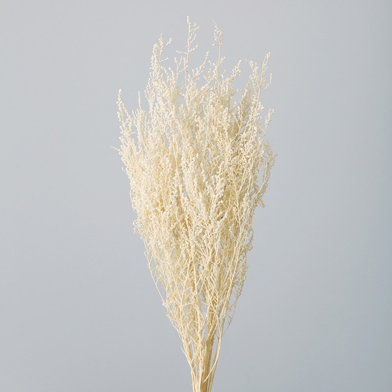 大地農園 プリザーブドフラワー ソフトストーベ 01760-011　オフホワイト 1束（ご注文単位1束）【直送品】