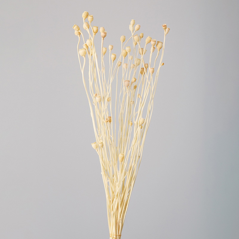 大地農園 ナチュラルドライフラワー シャーリーポピー 10600-011　オフホワイト 1束（ご注文単位1束）【直送品】