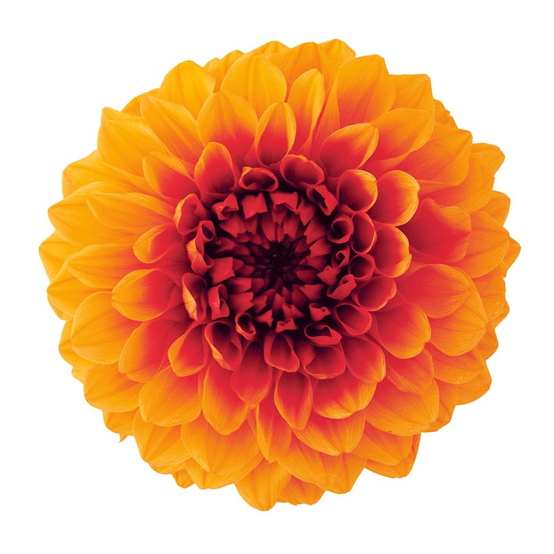 大地農園 プリザーブドフラワー ダリア　グレイス 04680-351　オレンジ／ワイン 1箱（ご注文単位1箱）【直送品】