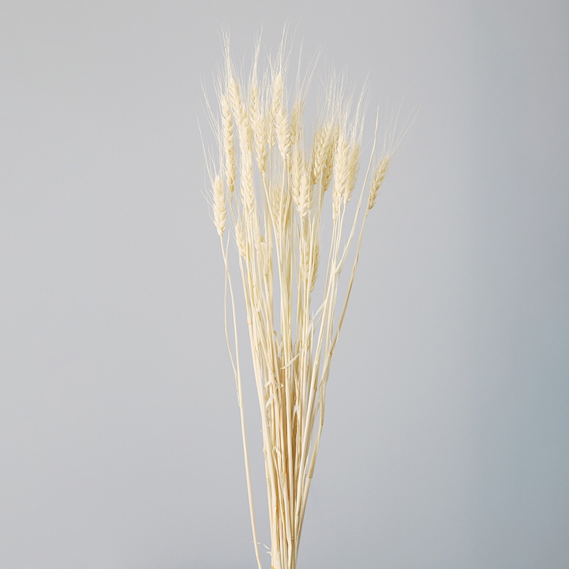 大地農園 ナチュラルドライフラワー 小麦 50082-011 オフホワイト 1束(ご注文単位1束)【直送品】