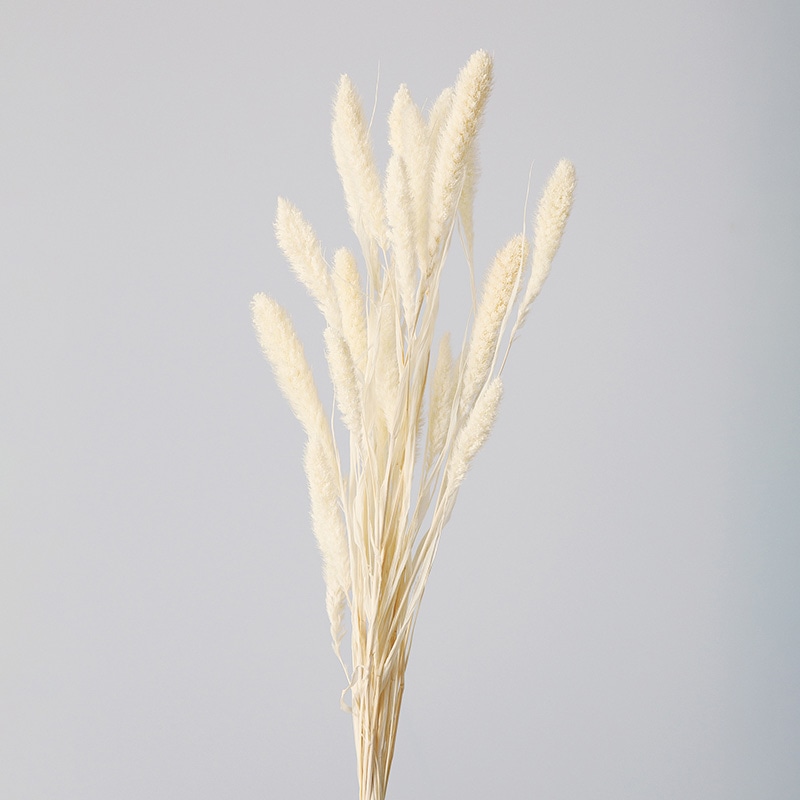 大地農園 ポプリ セタリア 14500-011 オフホワイト 1束(ご注文単位1束)【直送品】