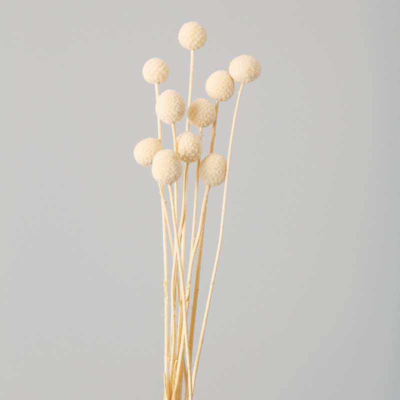 大地農園 ナチュラルドライフラワー ビリーボタン 40295-011 オフホワイト 1束(ご注文単位1束)【直送品】