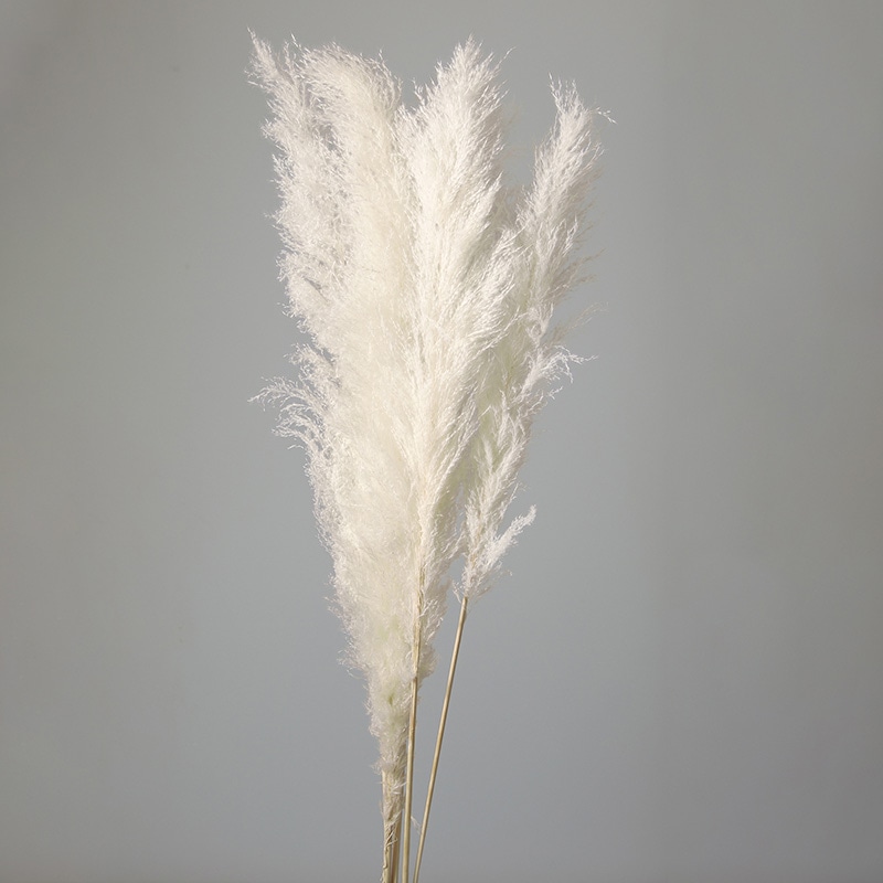 大地農園 ナチュラルドライ ビッグテールリード 51350-011 白 1束(ご注文単位1束)【直送品】