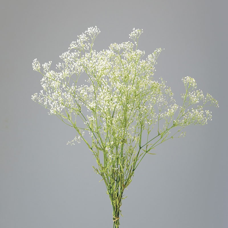 大地農園 プリザーブドフラワー スーパーソフトミニカスミ草 フレア 00025-011 白 1束(ご注文単位1束)【直送品】