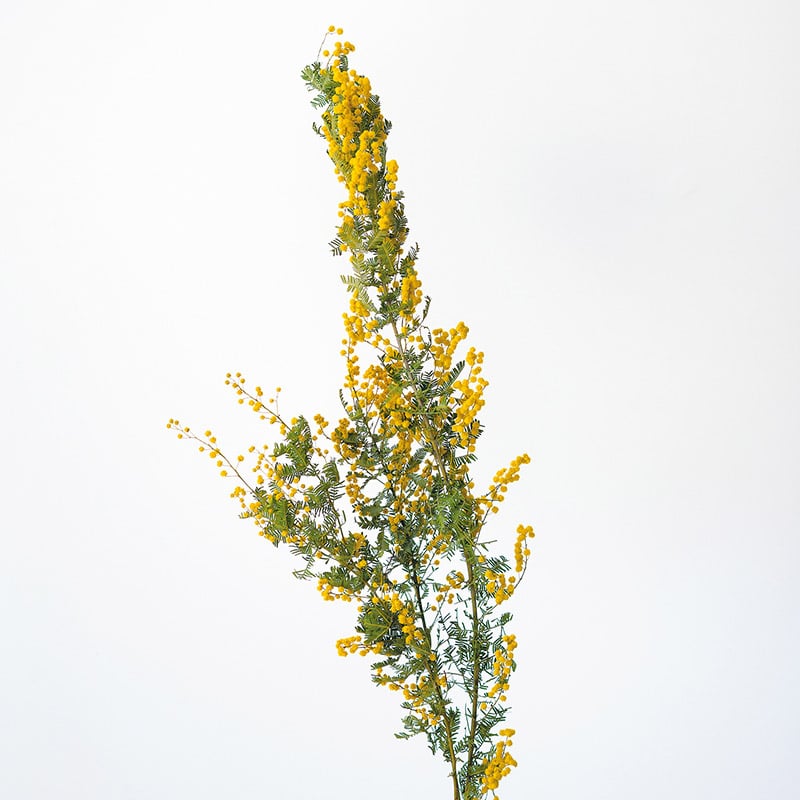 大地農園 ナチュラルドライフラワー ミモザ 10905-000 1束(ご注文単位1束)【直送品】