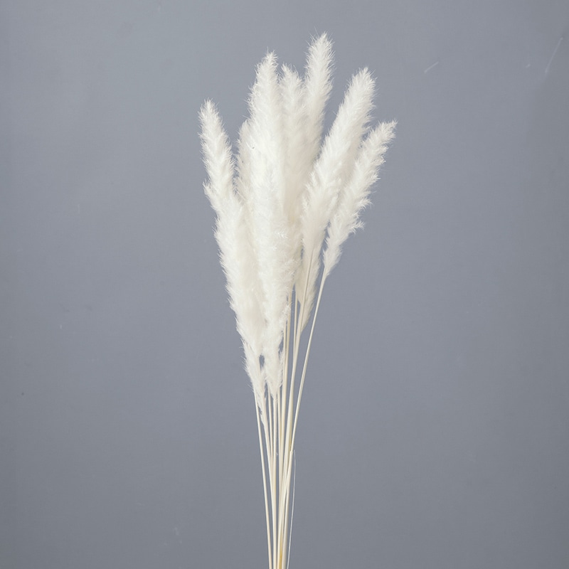 大地農園 ナチュラルドライ テールリード ミニ 51345-011 白 1束(ご注文単位1束)【直送品】