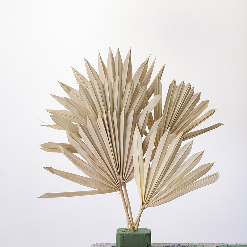 大地農園 ナチュラルドライ パームサンリーフ 54050-000 1束(ご注文単位1束)【直送品】