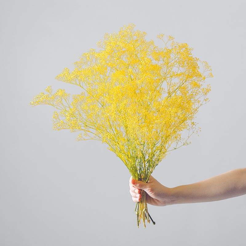 大地農園 プリザーブドフラワー スーパーソフトミニカスミ草 フレア 00025-015 イエロー/グリーン 1束(ご注文単位1束)【直送品】