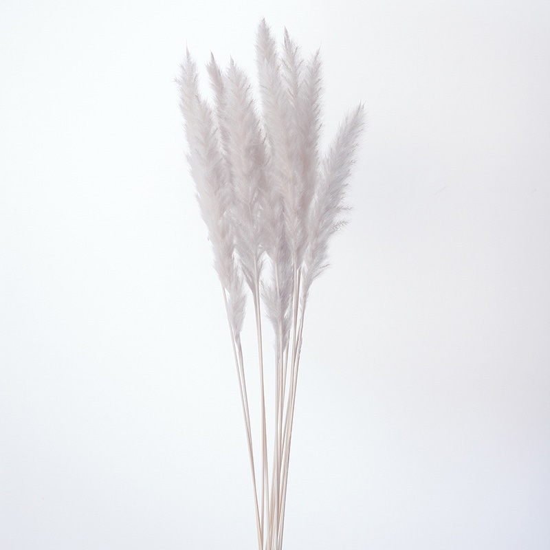 大地農園 ナチュラルドライ テールリード ミニ 51345-871 パールグレー 1束(ご注文単位1束)【直送品】