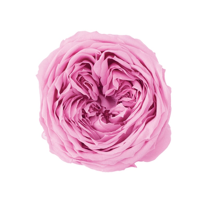 クリスタルピンク